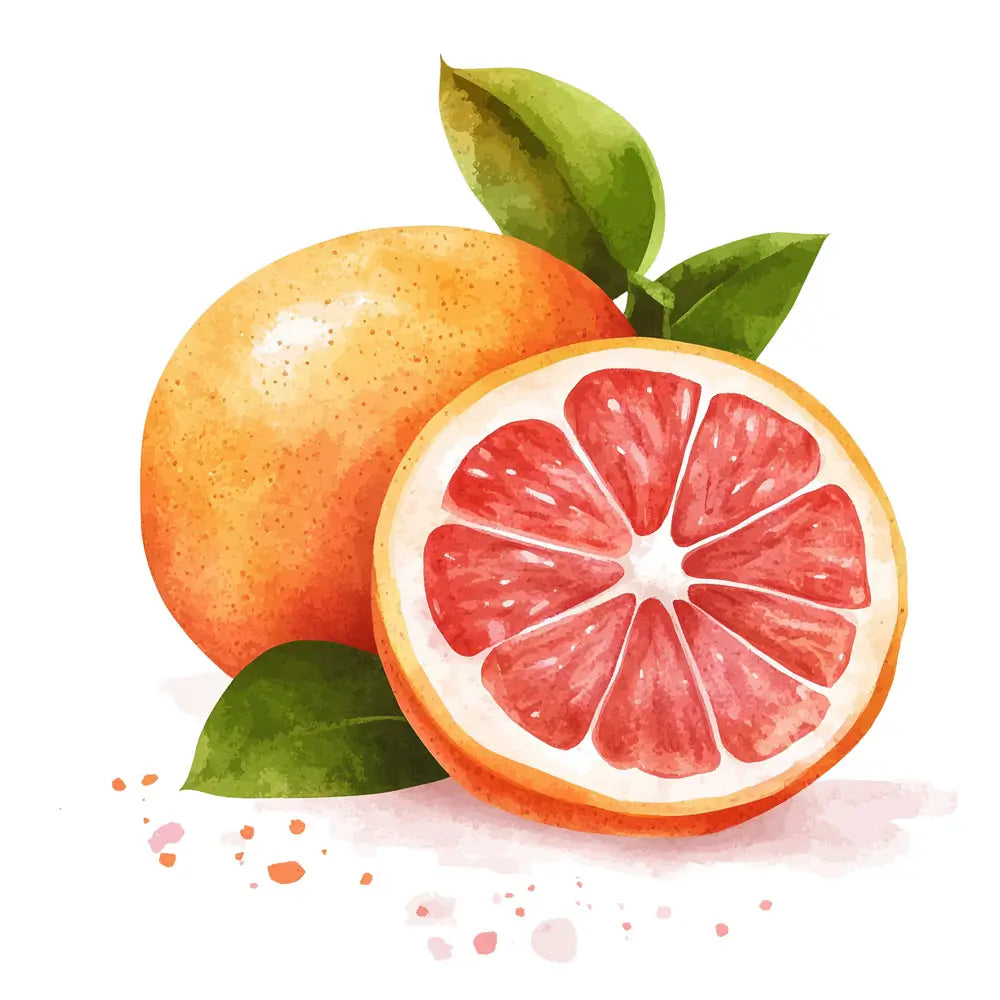 ภาพวาดสีน้ำของเกรปฟรุตผ่าครึ่งพร้อมใบ