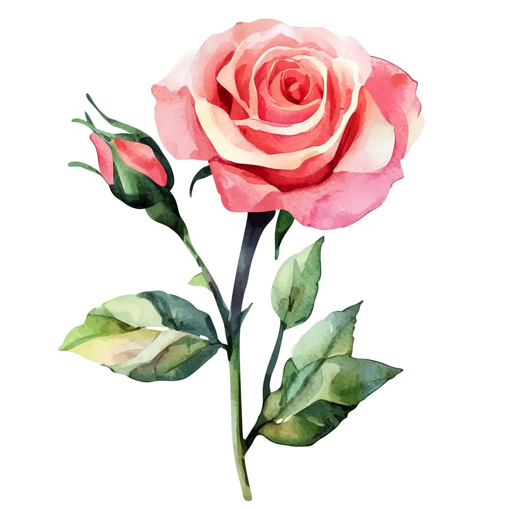 ภาพวาดสีน้ำของดอกกุหลาบสีชมพูพร้อมก้านและดอกตูม