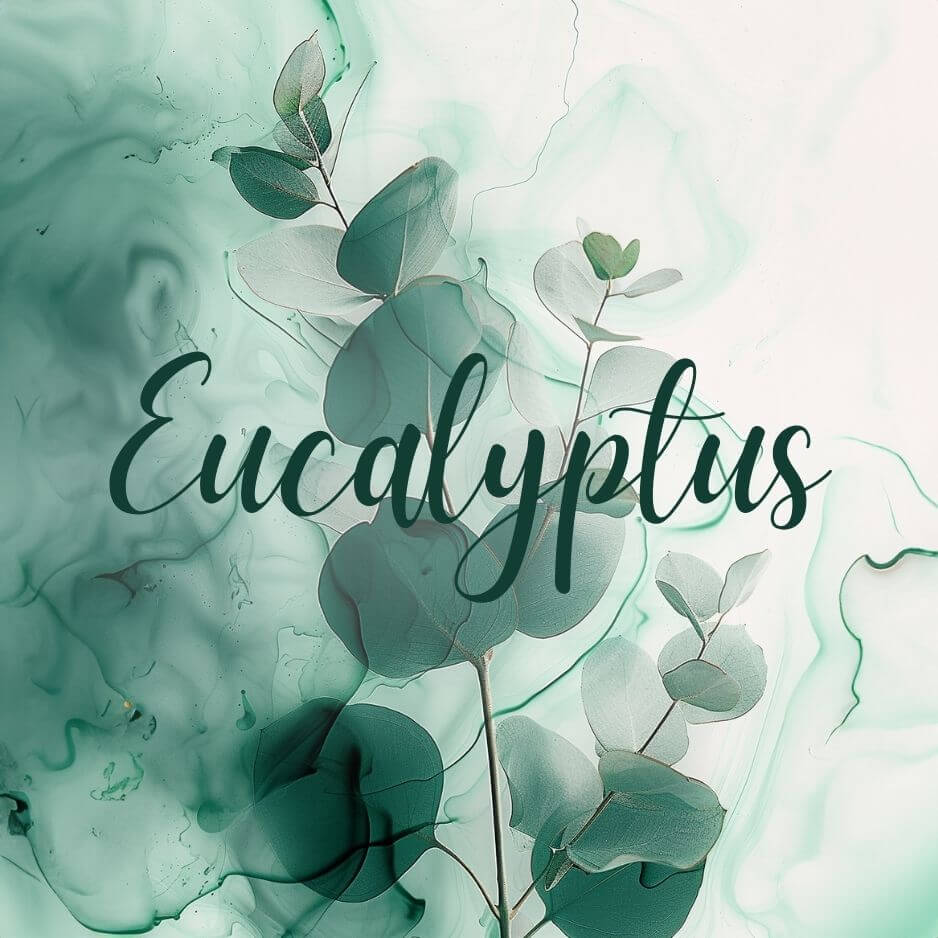 Eucalyptus.jpg__PID:d000ce03-78fe-4950-b8d3-952549b550d7