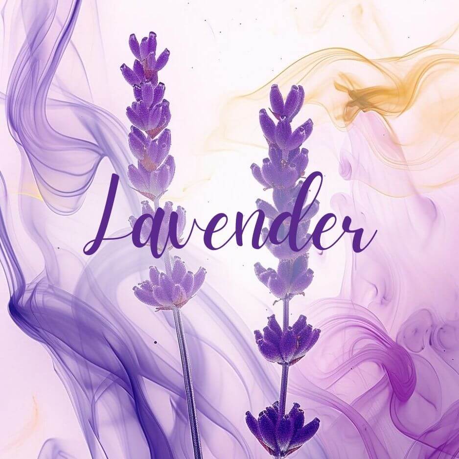 Lavender.jpg__PID:78fe7950-b8d3-4525-89b5-50d7db1af1c8