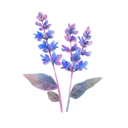 ภาพวาดสีน้ำของดอกเสจสีน้ำเงิน