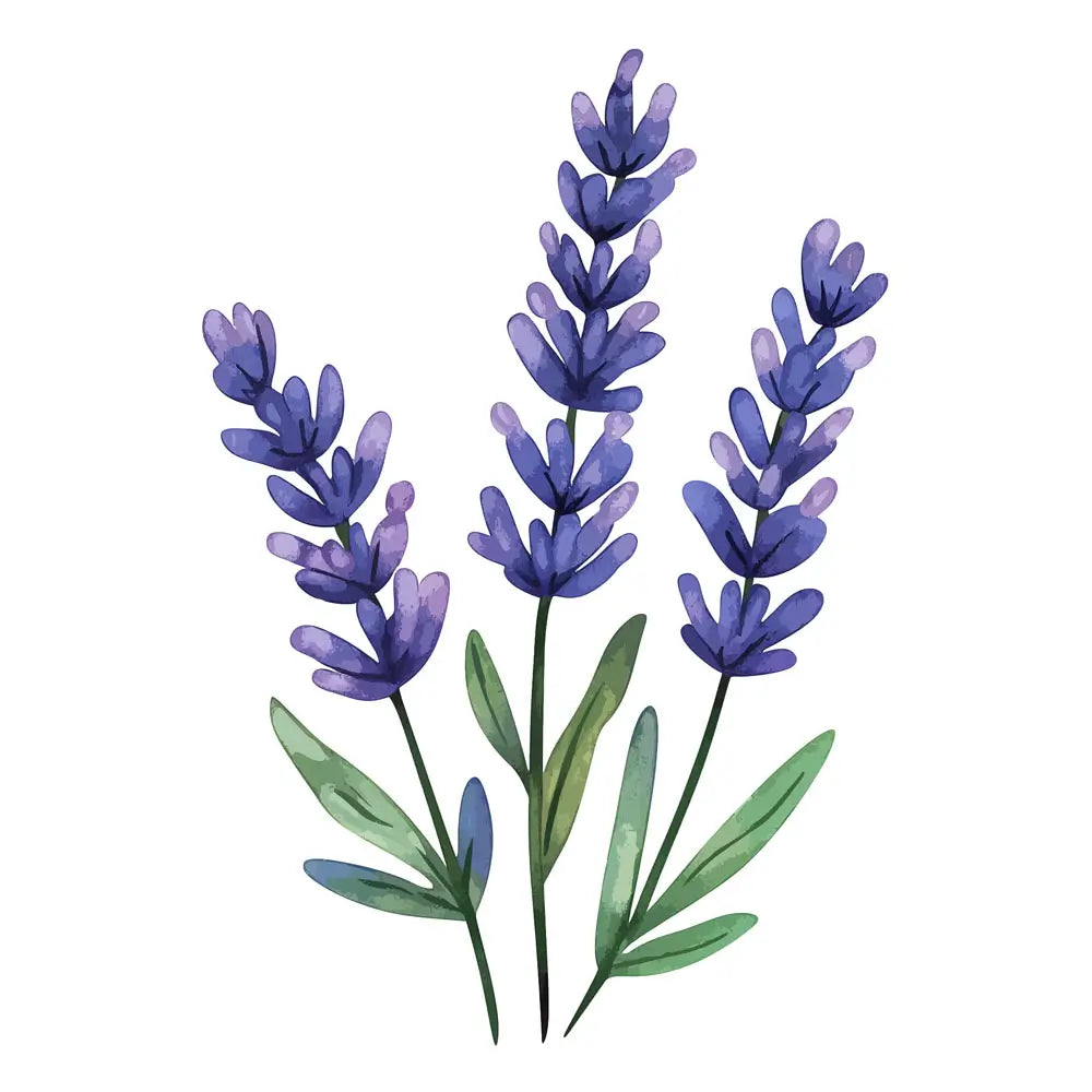 ภาพวาดสีน้ำของกิ่งลาเวนเดอร์