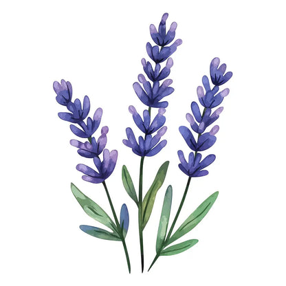ภาพวาดสีน้ำของกิ่งลาเวนเดอร์