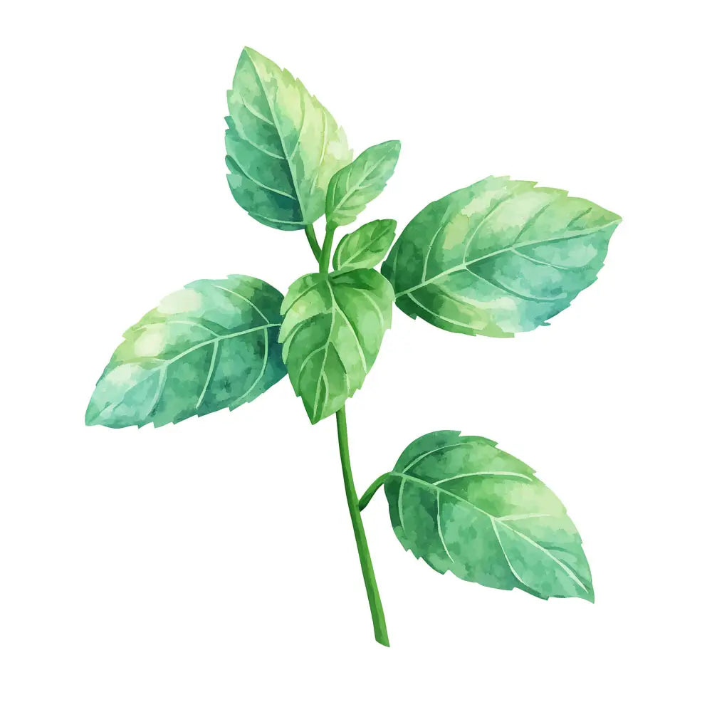 ภาพวาดสีน้ำของใบเปปเปอร์มินต์