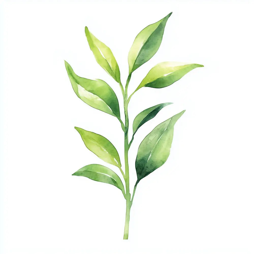 ภาพวาดสีน้ำของใบชาเขียว