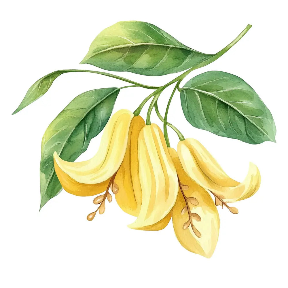 ภาพวาดสีน้ำของดอกและใบกนกลดา