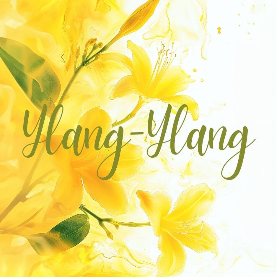 Ylang-Ylang.jpg__PID:50d7db1a-f1c8-461c-b317-ad37f201fb01